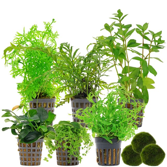 Aquarium Plant Set - 120 Liters - Green - Medium - No. 02