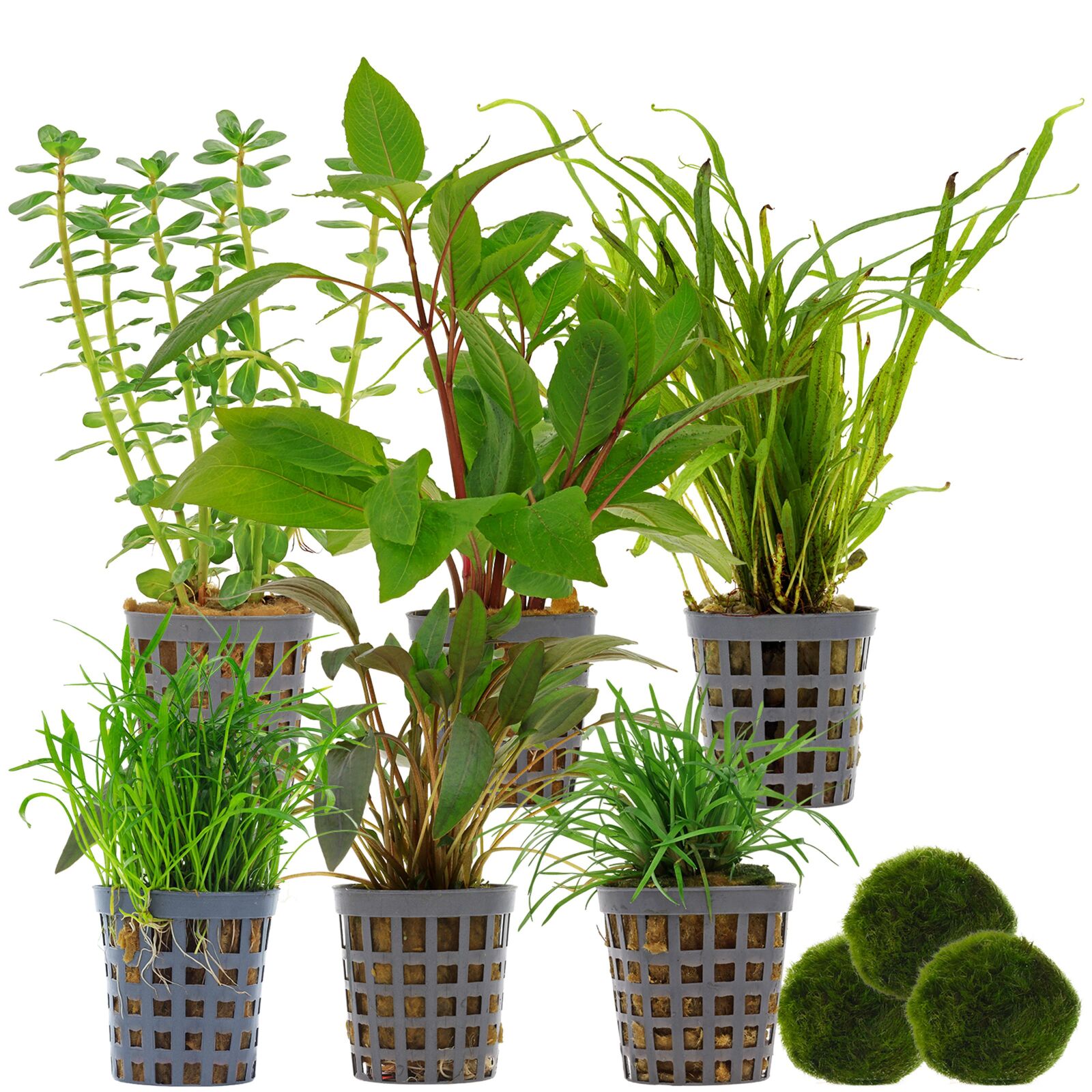 Aquarium Plant Set - 120 Liters - Green - Medium - No. 03