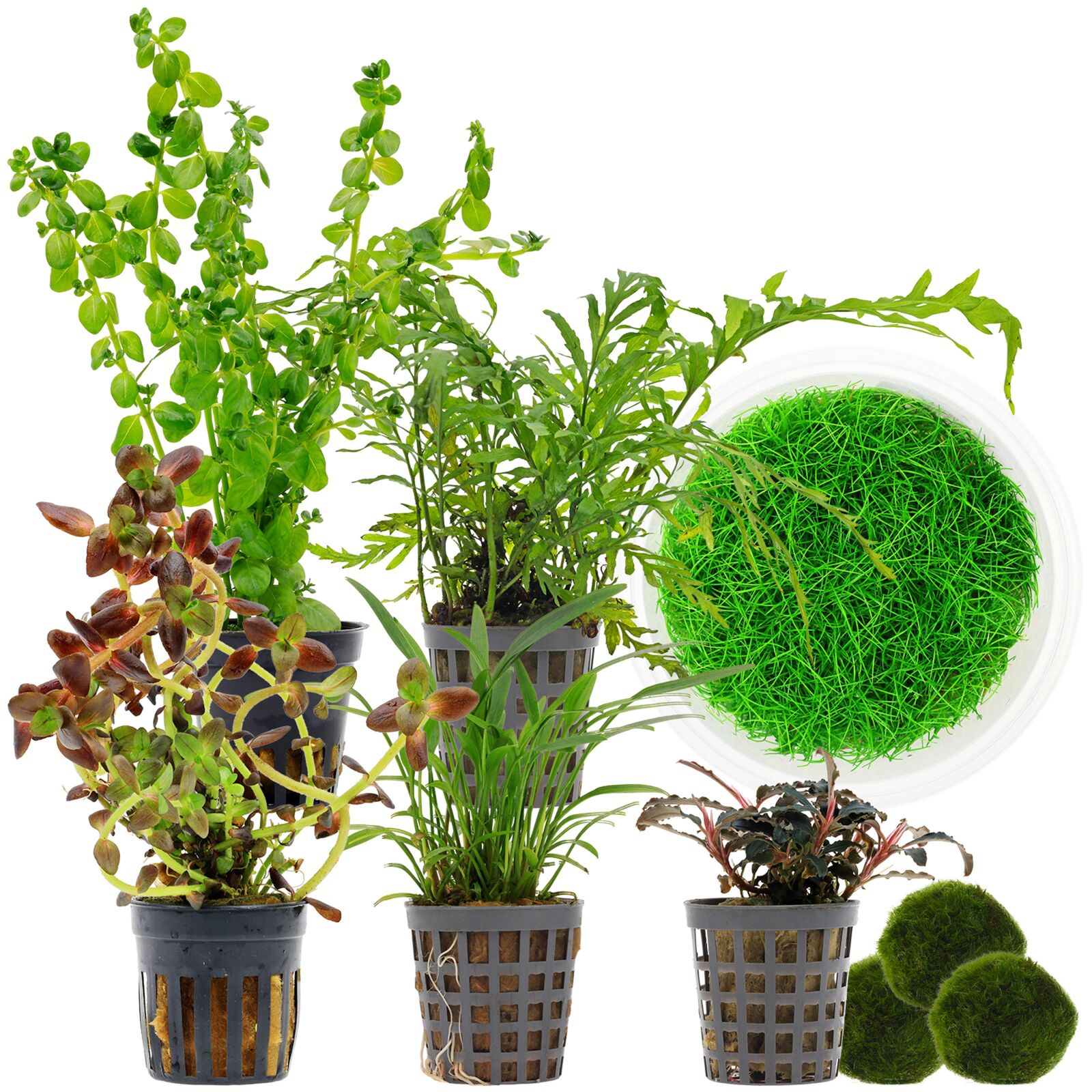 Aquarium Plant Set - 120 Liters - Colorful - Medium - No. 05