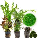 Aquarium Plant Set - 120 Liters - Colorful - Medium - No. 05