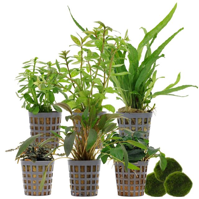 Aquarium Plant Set - 60 Liters - Low Maintenance - No. 02