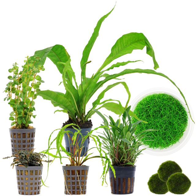 Aquarium Plant Set - 120 Liters - Green - Medium - No. 05