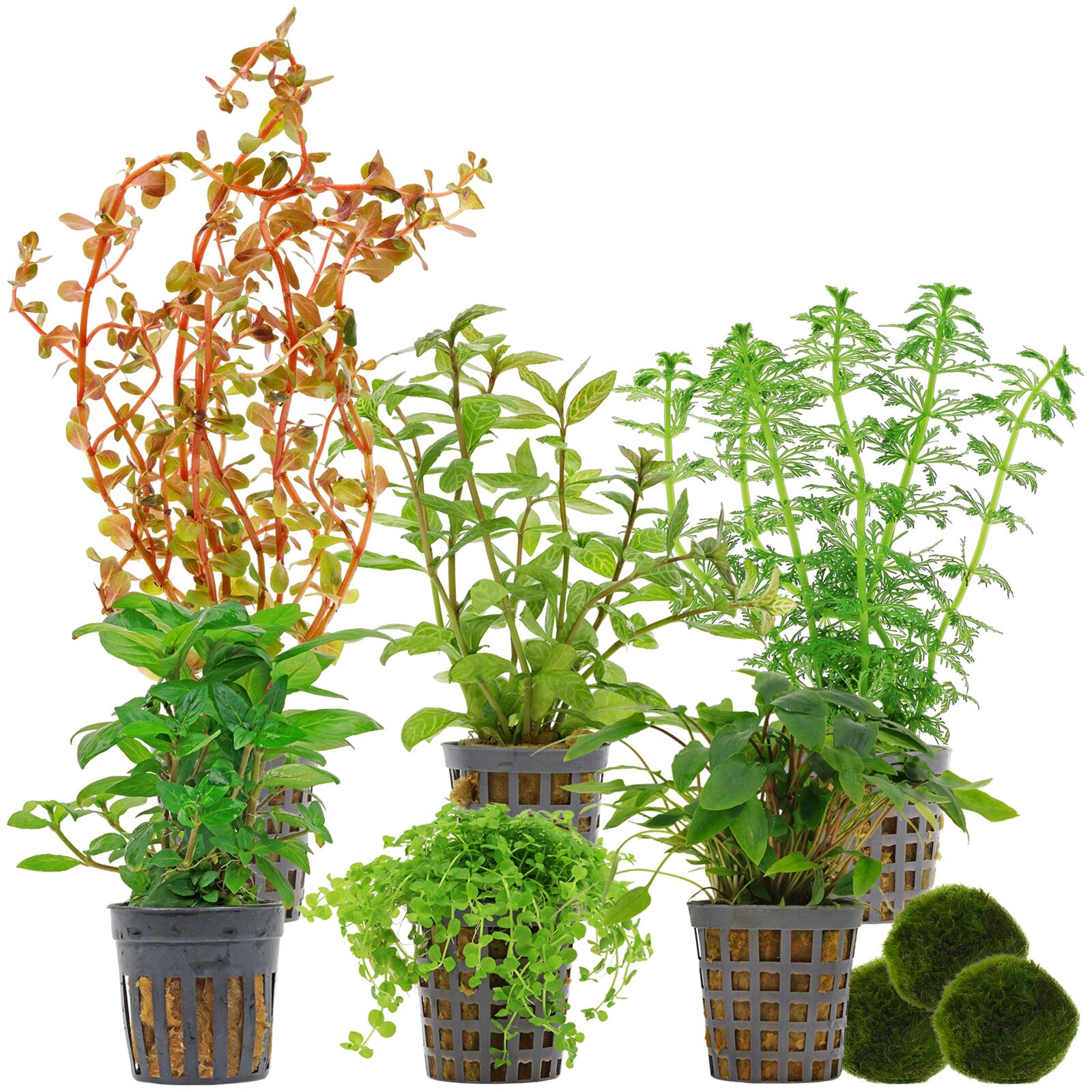 Aquarium Plant Set - 120 Liters - Colorful - Medium - No. 03
