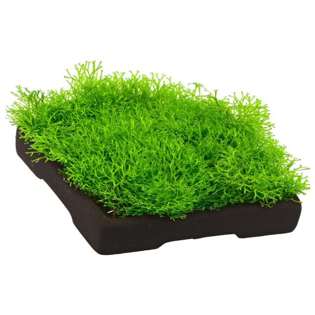 Riccia sp. "Dwarf"
