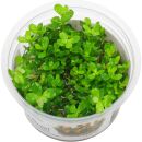 Rotala indica - 1-2-GROW!