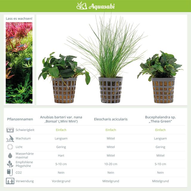 Aquarium Plant Set - 30 Liters - Green - Easy - No. 08