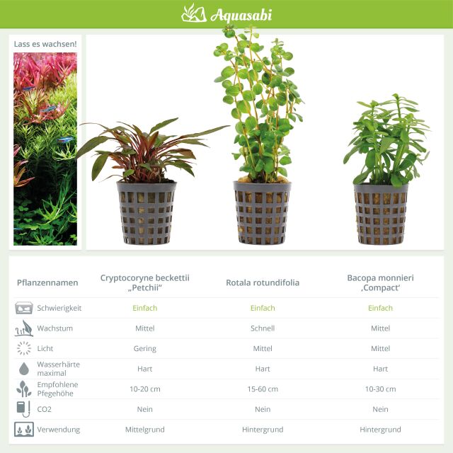 Aquarium Plant Set - 30 Liters - Green - Easy - No. 08