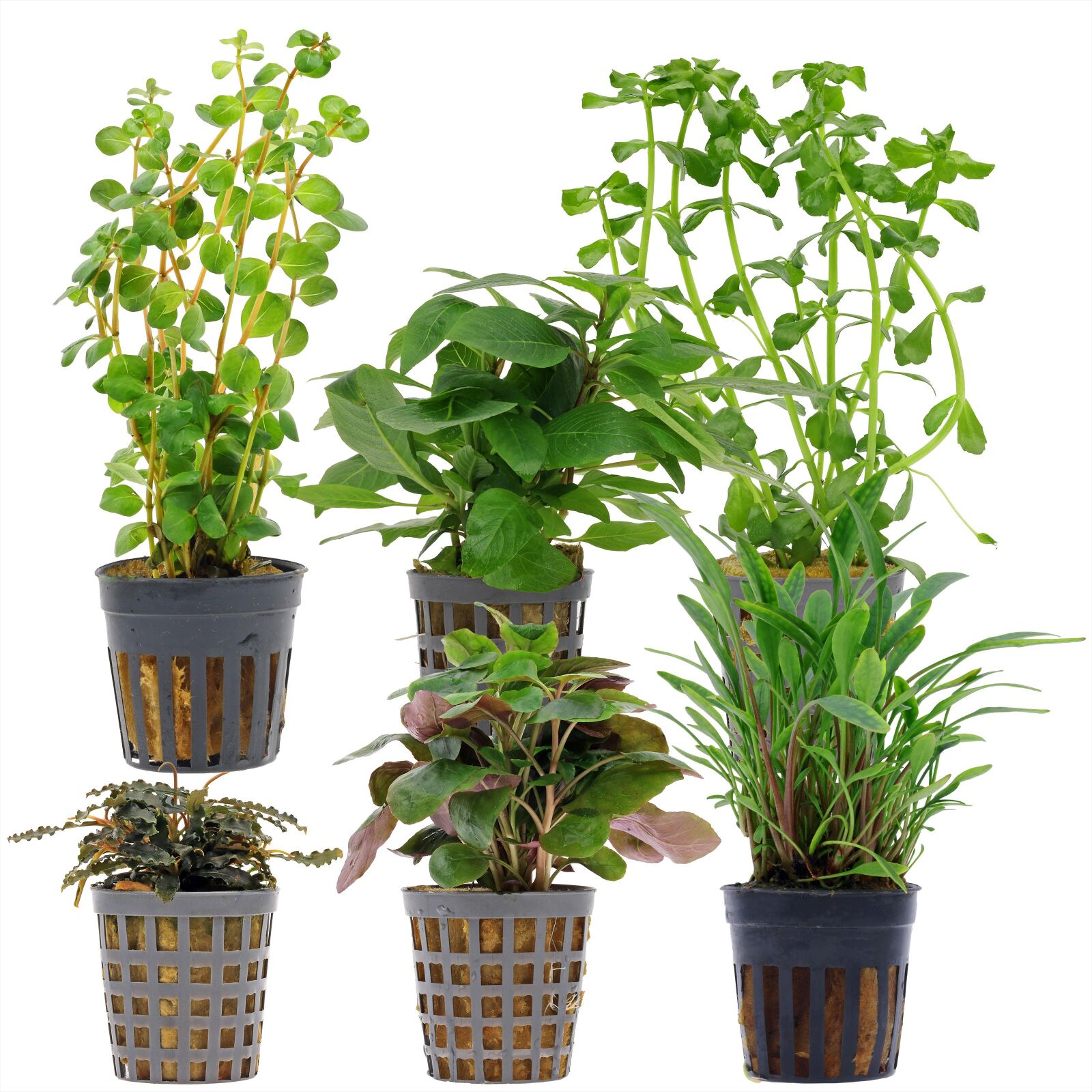 Aquarium Plant Set - 30 Liters - Green - Easy - No. 10