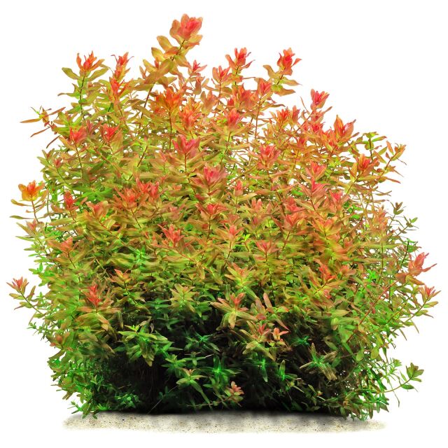 Rotala macrandra "Green"