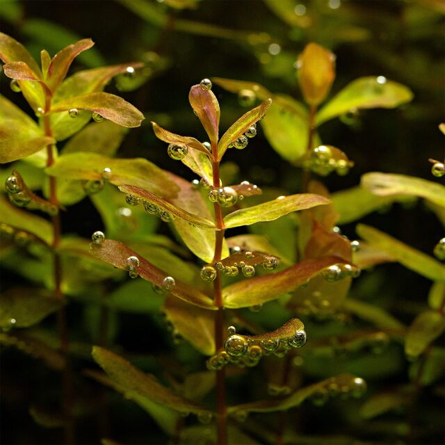 Rotala macrandra "Green" ("Wavy")