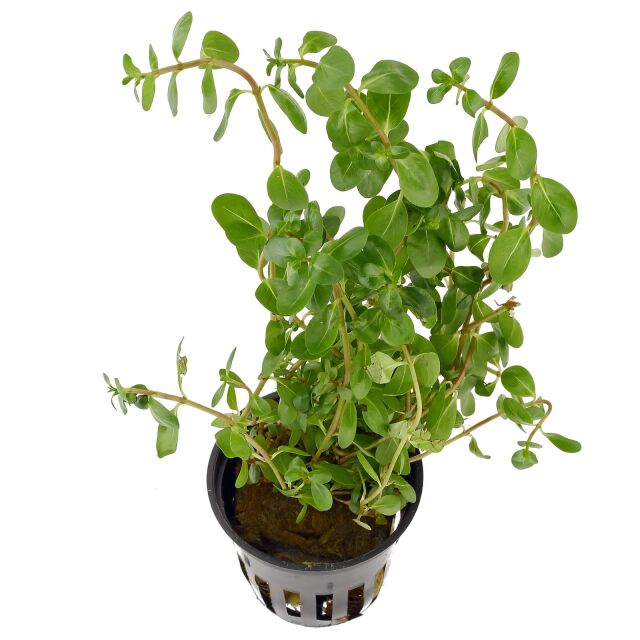 Rotala macrandra "Green" ("Wavy")