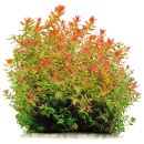 Rotala macrandra "Green" ("Wavy")