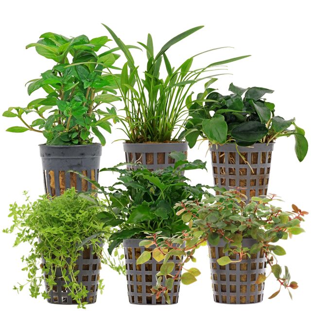 Aquarium Plant Set - 30 Liters - Colorful - Easy - No. 07