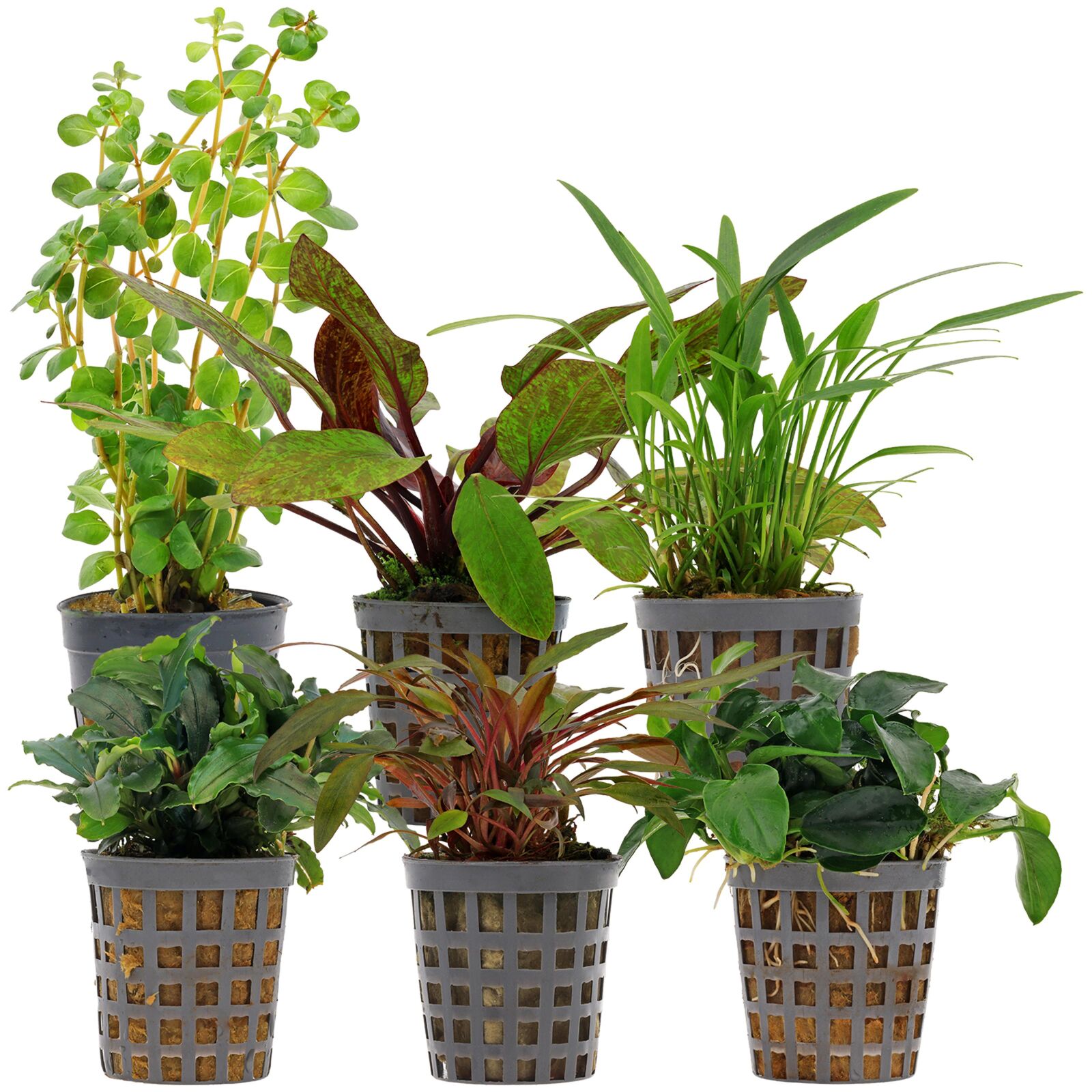 Aquarium Plant Set - 30 Liters - Colorful - Easy - No. 09