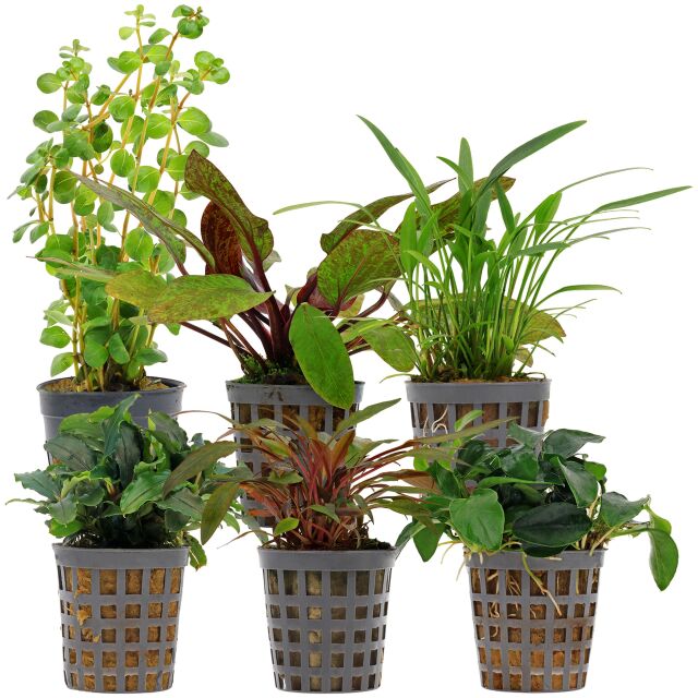 Aquarium Plant Set - 30 Liters - Colorful - Easy - No. 09