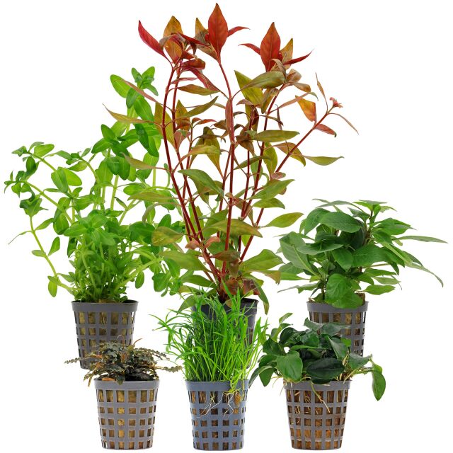 Aquarium Plant Set - 30 Liters - Green - Medium - No. 08