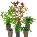 Aquarienpflanzen Set - 30 Liter - Grün - mittel -...