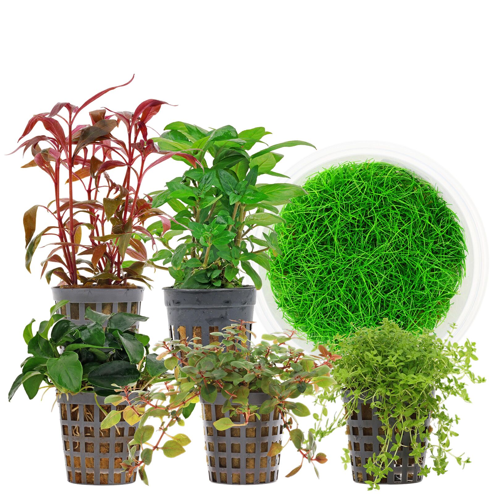 Aquarium Plant Set - 30 Liters - Colorful - Medium - No. 06