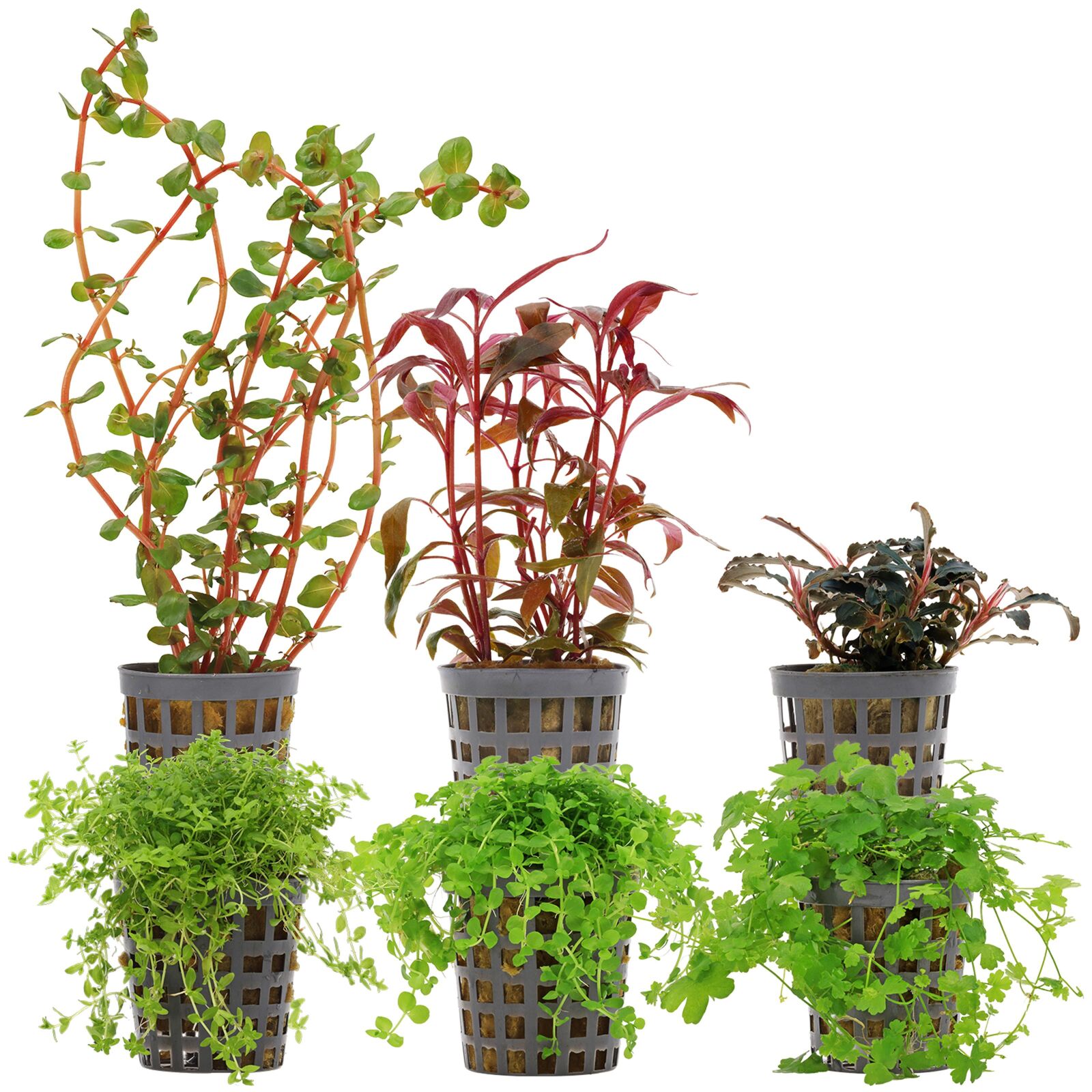 Aquarium Plant Set - 30 Liters - Colorful - Medium - No. 10