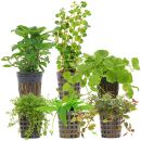 Aquarienpflanzen Set - 30 Liter - Algenkiller - Farbig -...