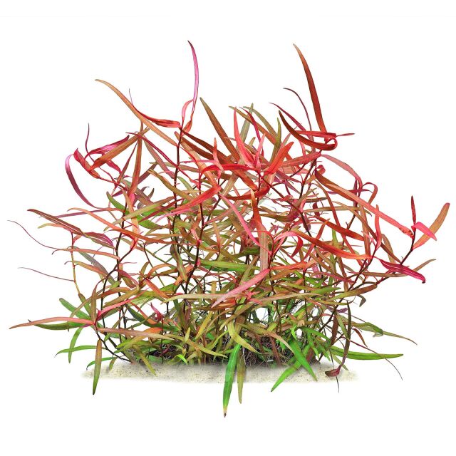 Persicaria sp. "Pak Chong"