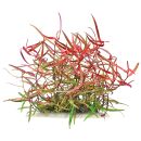 Persicaria sp. "Pak Chong"