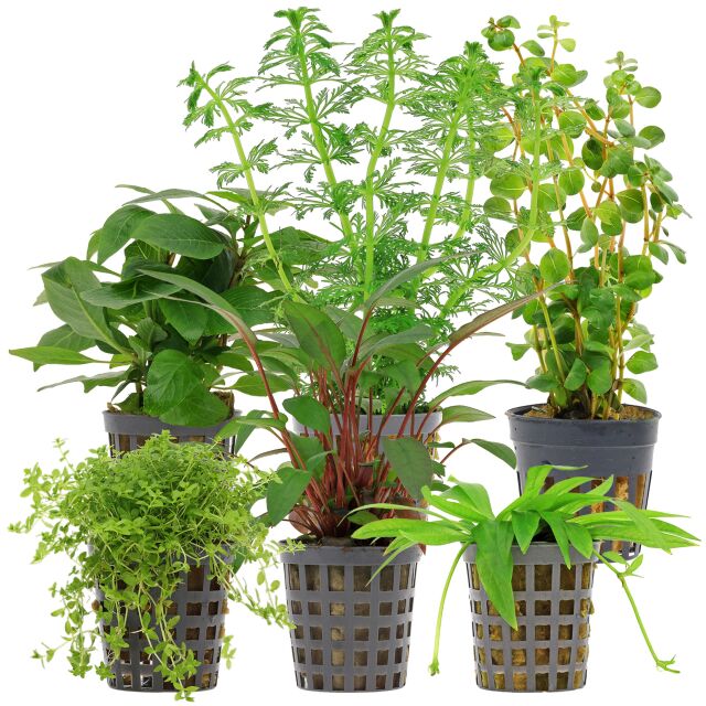 Aquarium Plant Set - 60 Liters - Green - Easy - No. 12