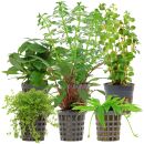 Aquarienpflanzen Set - 60 Liter - Grün - einfach -...