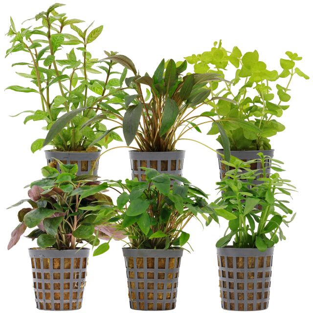 Aquarium Plant Set - 60 Liters - Green - Easy - No. 13