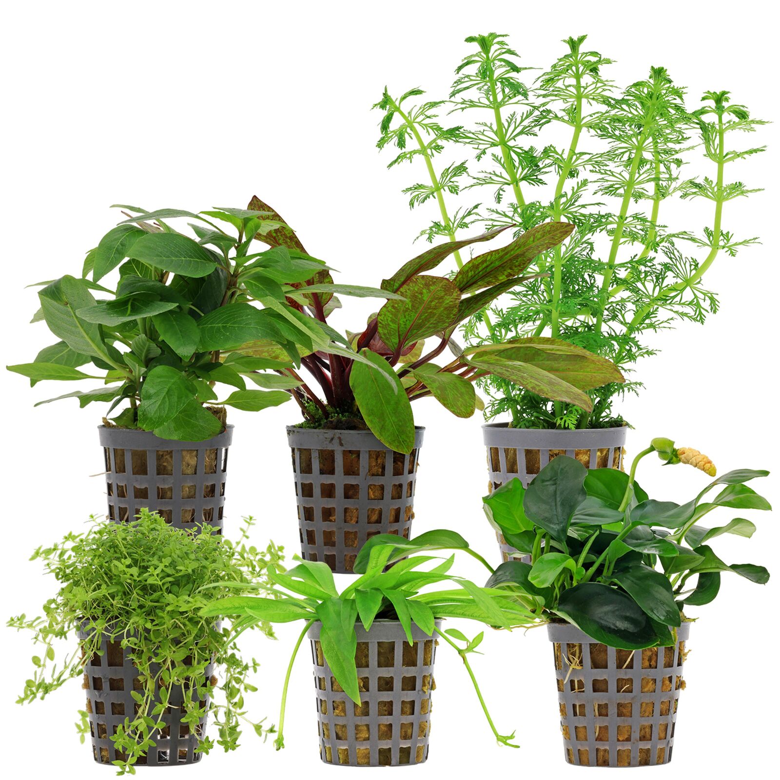 Aquarium Plant Set - 60 Liters - Colorful - Easy - No. 08