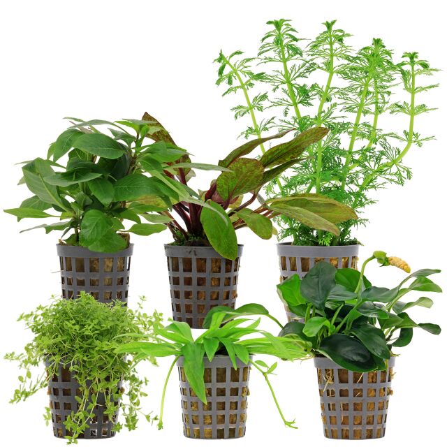 Aquarium Plant Set - 60 Liters - Colorful - Easy - No. 08