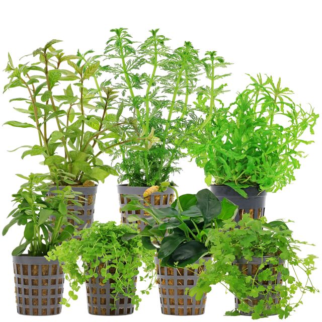 Aquarium Plant Set - 60 Liters - Green - Medium - No. 07