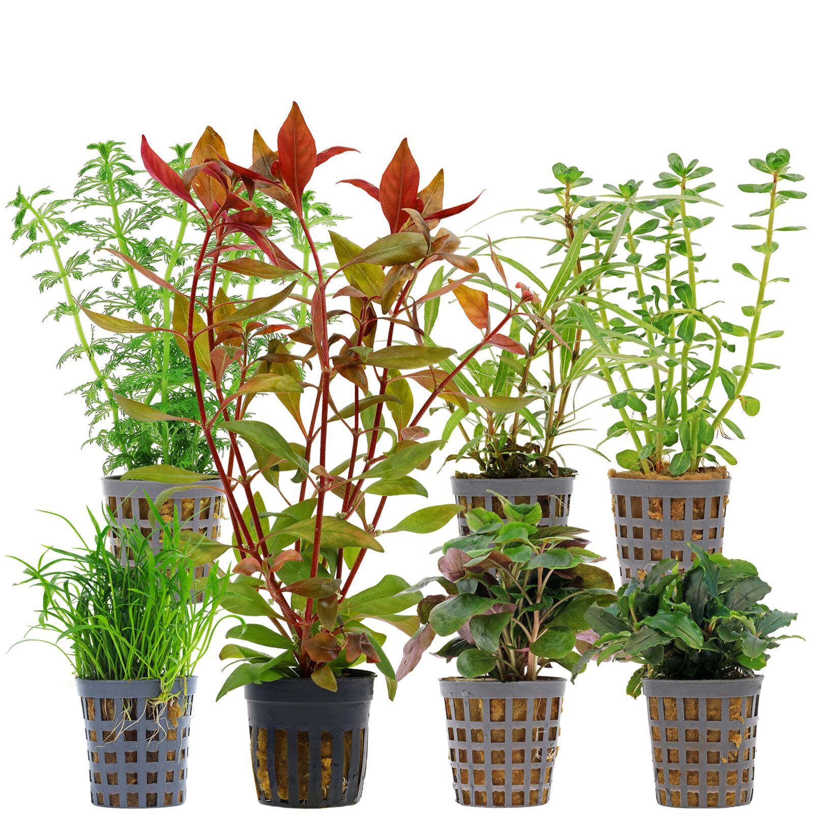 Aquarium Plant Set - 60 Liters - Green - Medium - No. 08