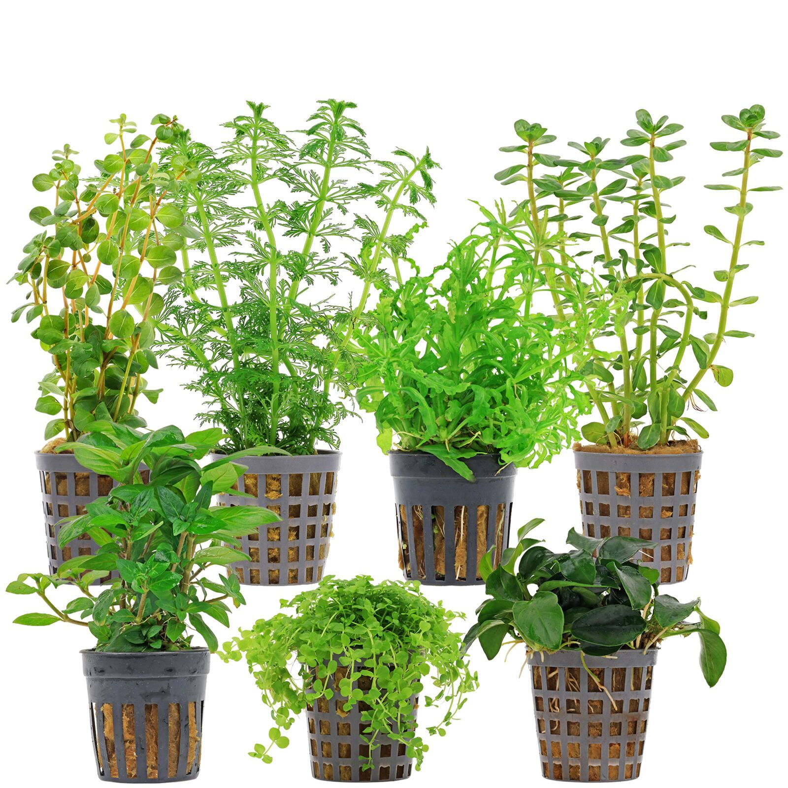 Aquarium Plant Set - 60 Liters - Green - Medium - No. 09