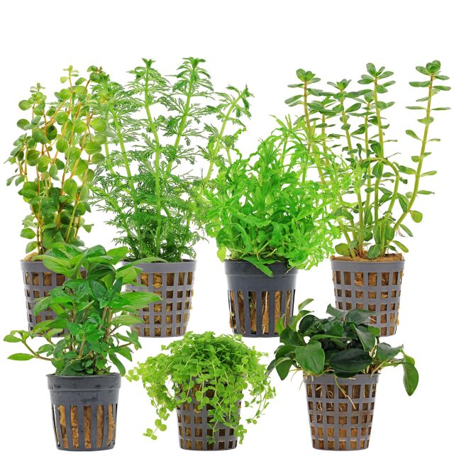 Aquarium Plant Set - 60 Liters - Green - Medium - No. 09