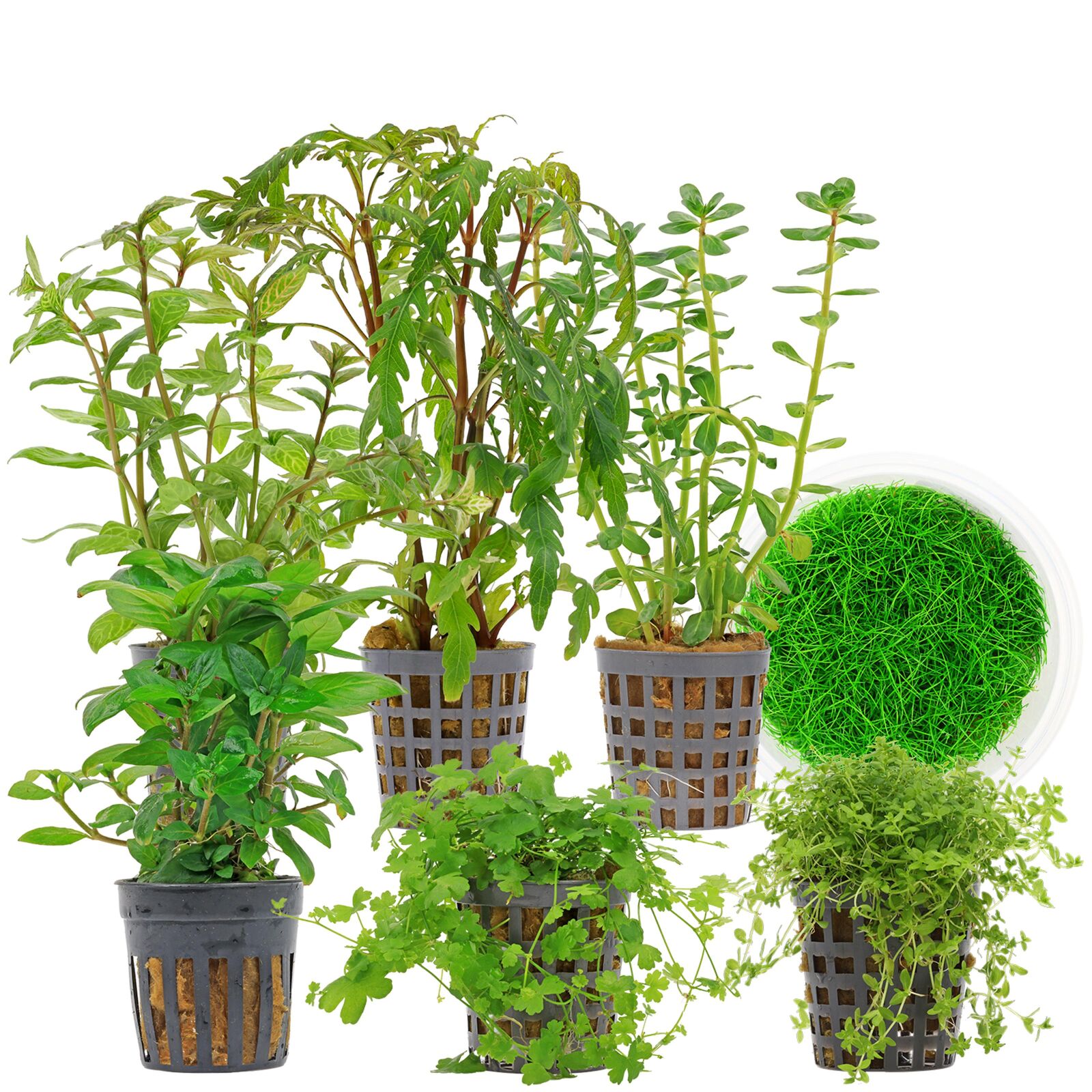 Aquarium Plant Set - 60 Liters - Green - Medium - No. 10