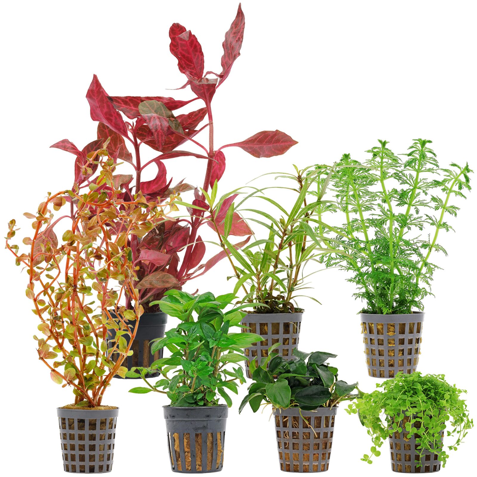 Aquarium Plant Set - 60 Liters - Colorful - Medium - No. 09