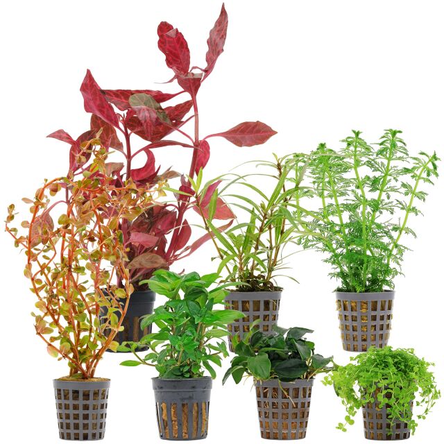 Aquarium Plant Set - 60 Liters - Colorful - Medium - No. 09