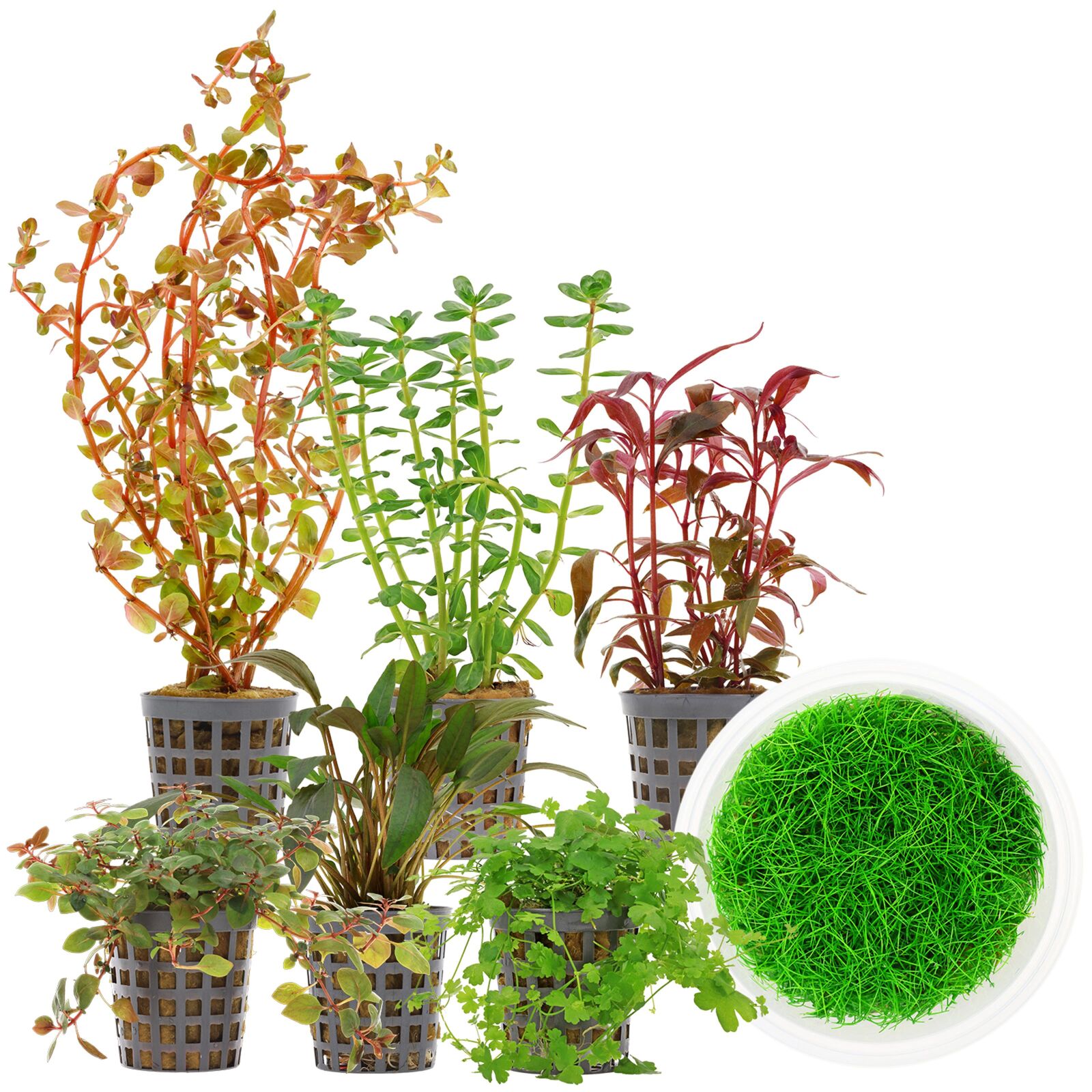 Aquarium Plant Set - 60 Liters - Colorful - Medium - No. 10