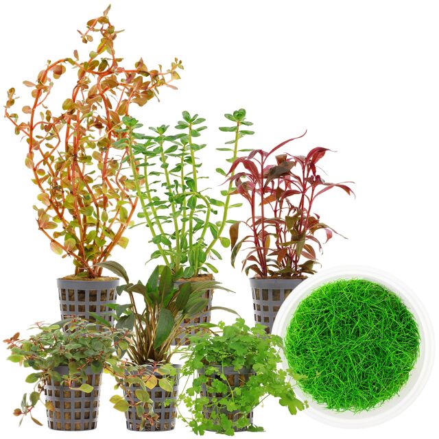 Aquarium Plant Set - 60 Liters - Colorful - Medium - No. 10