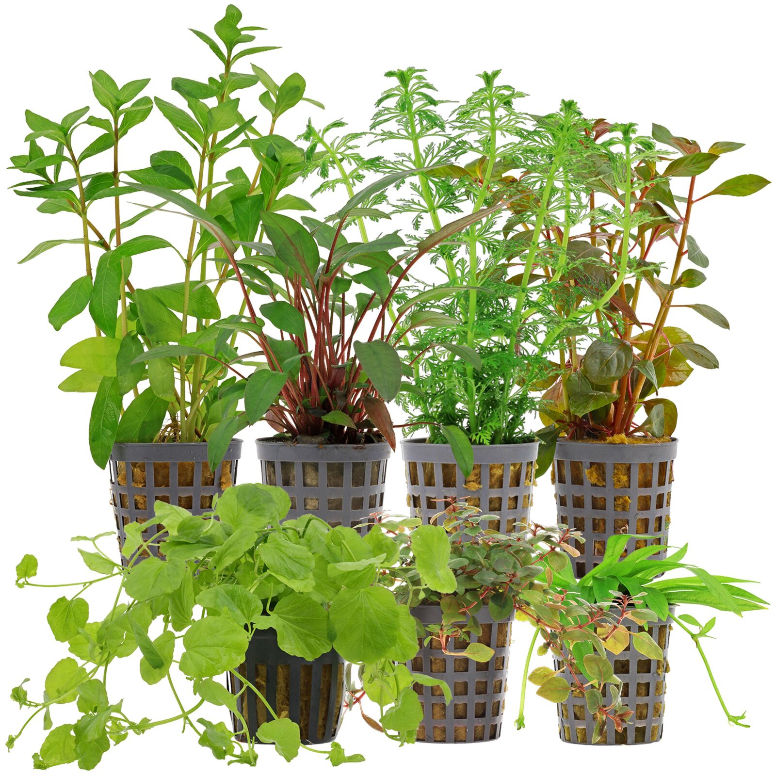 Aquarium Plant Set - 60 Liters - Algae Control - Colorful - Easy - No. 03