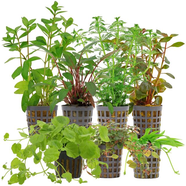 Aquarium Plant Set - 60 Liters - Algae Control - Colorful - Easy - No. 03