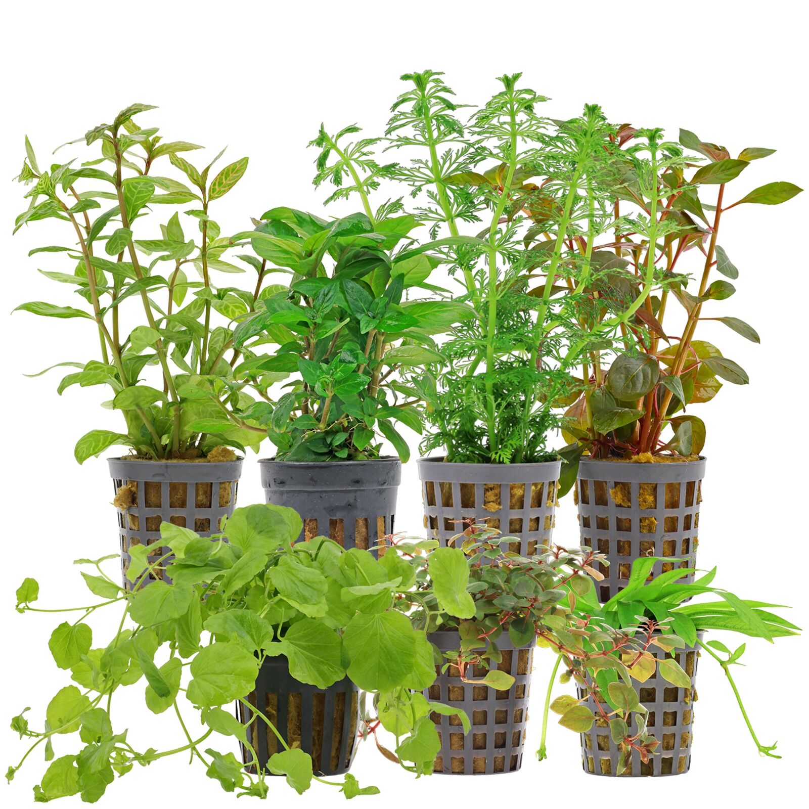 Aquarium Plant Set - 60 Liters - Algae Control - Colorful - Easy - No. 04