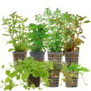 Aquarienpflanzen Set - 60 Liter - Algenkiller - Farbig -...