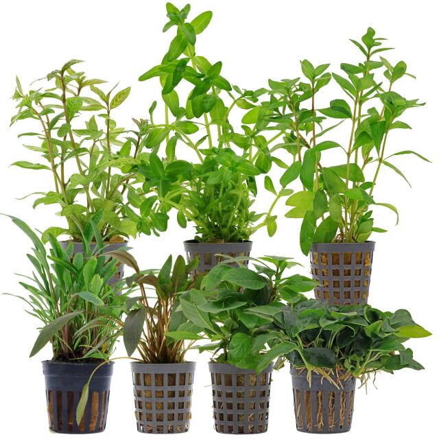 Aquarium Plant Set - 120 Liters - Green - Easy - No. 07