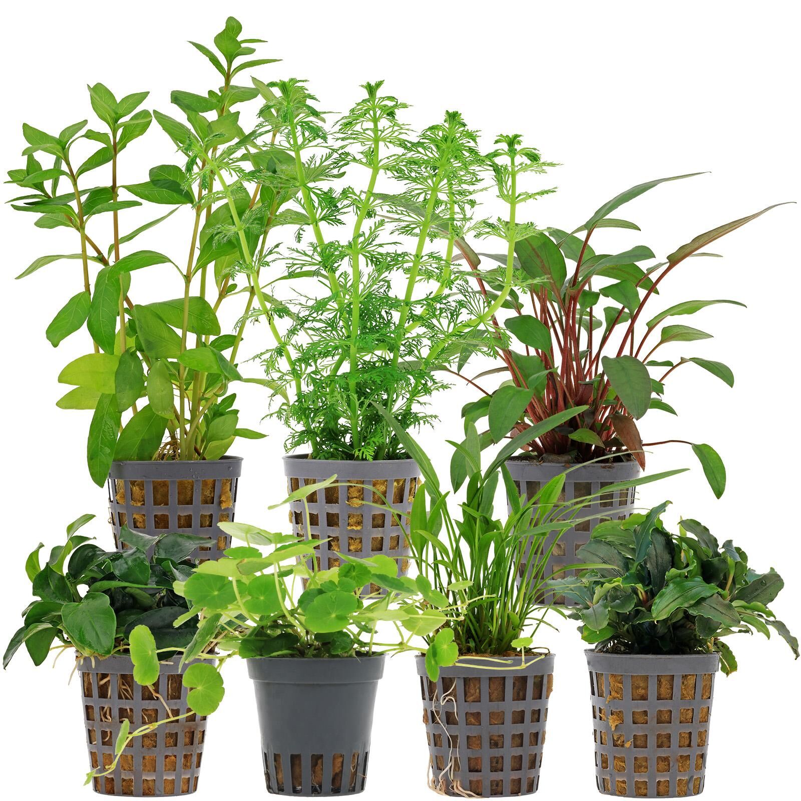 Aquarium Plant Set - 120 Liters - Green - Easy - No. 08