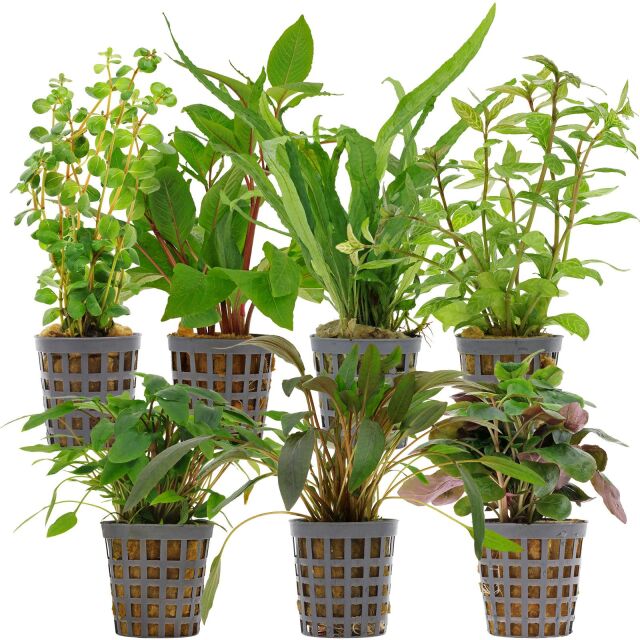 Aquarium Plant Set - 120 Liters - Green - Easy - No. 09