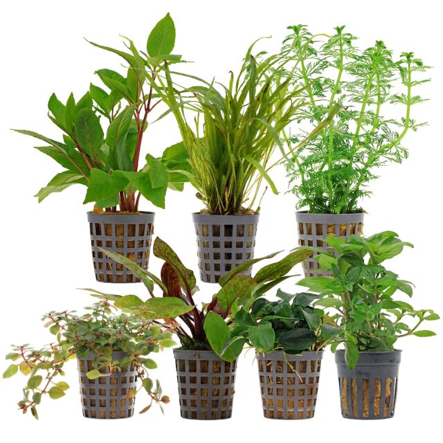 Aquarium Plant Set - 120 Liters - Colorful - Easy - No. 06