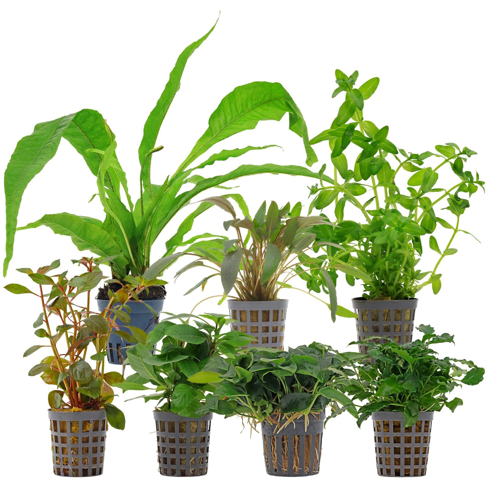 Aquarium Plant Set - 120 Liters - Colorful - Easy - No. 09