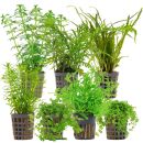 Aquarienpflanzen Set - 120 Liter - Grün - mittel -...